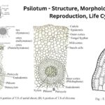 Psilotum - Structure, Morphology, Anatomy, Reproduction, Life Cycle