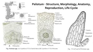 Psilotum – Structure, Morphology, Anatomy, Reproduction, Life Cycle