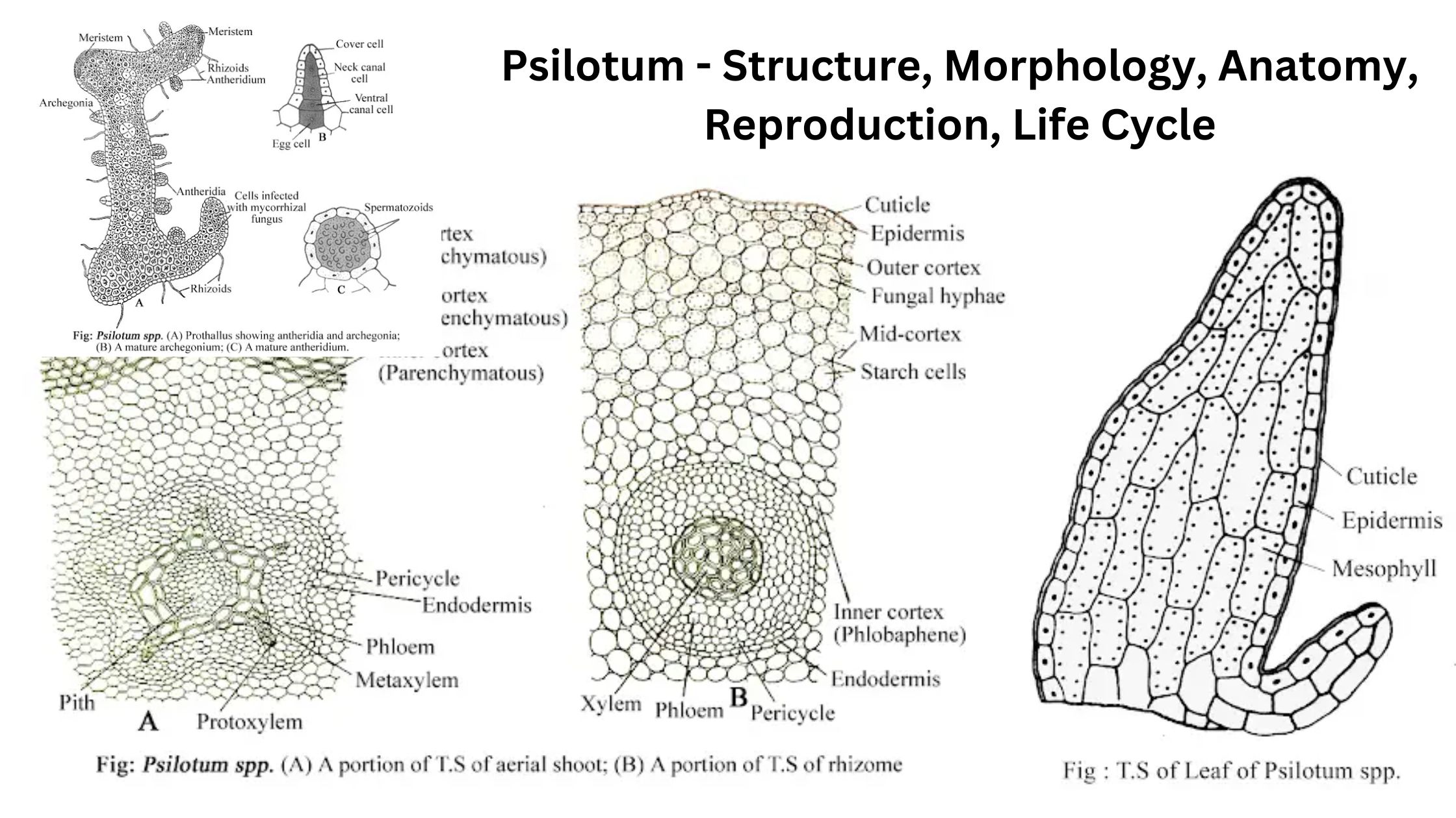 Psilotum - Structure, Morphology, Anatomy, Reproduction, Life Cycle