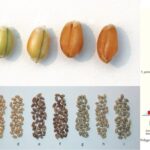 Quantitative Inheritance in Plant Breeding