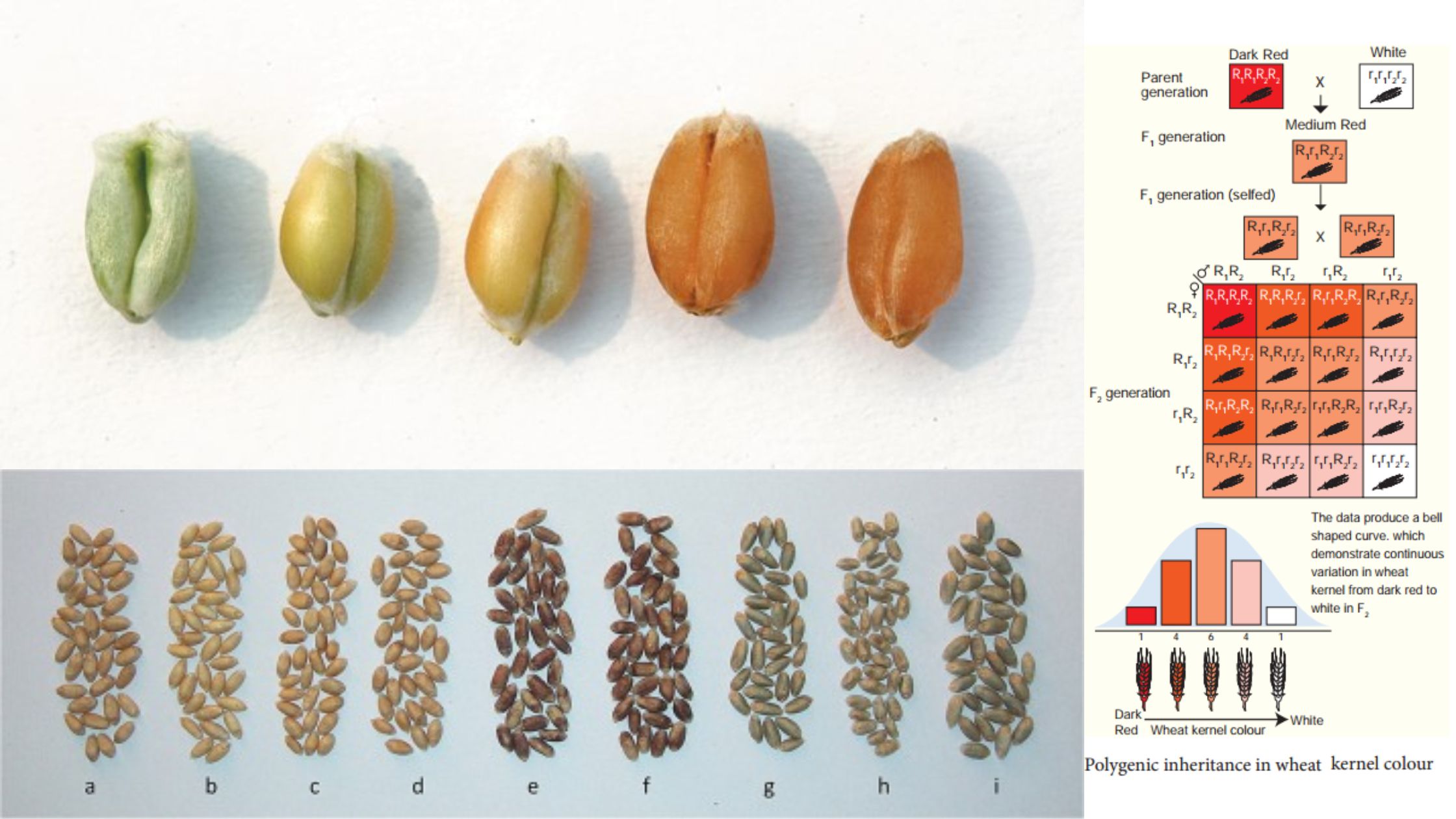 Quantitative Inheritance in Plant Breeding