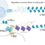 Regulation of Transcription in Eukaryotic Cells