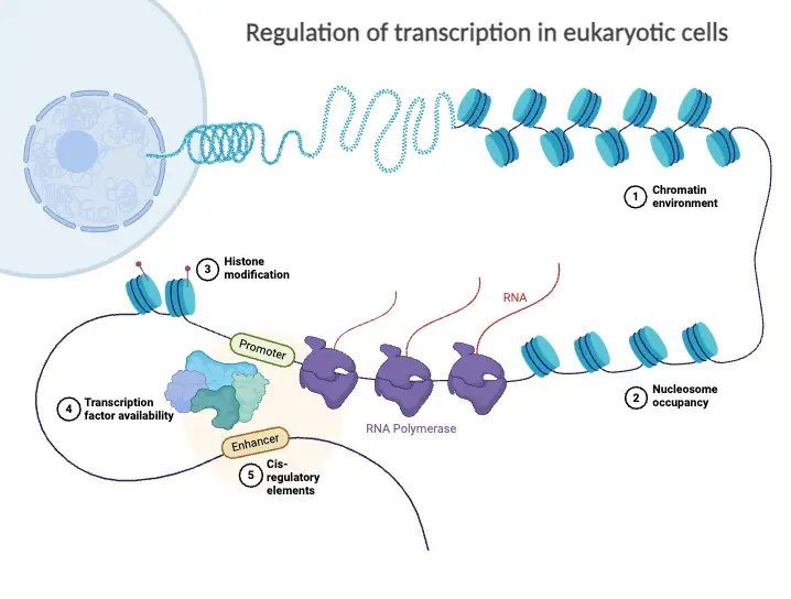 Regulation of Transcription in Eukaryotic Cells