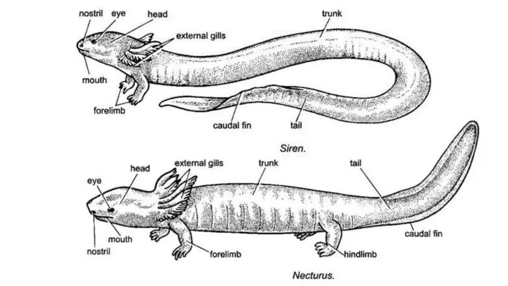 Representative Types of Amphibia