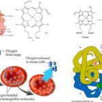 Respiratory Pigments