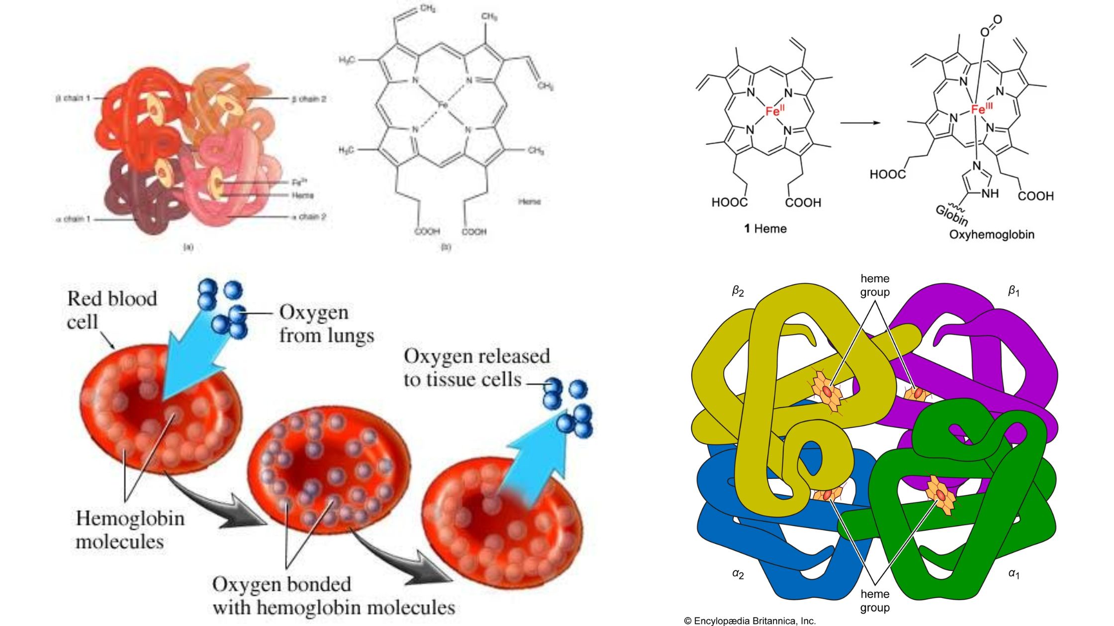 Respiratory Pigments