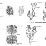 Rhodophyceae (Red Algae) - General characteristics, Occurrence, Range of thallus organization, Cell structure and Reproduction