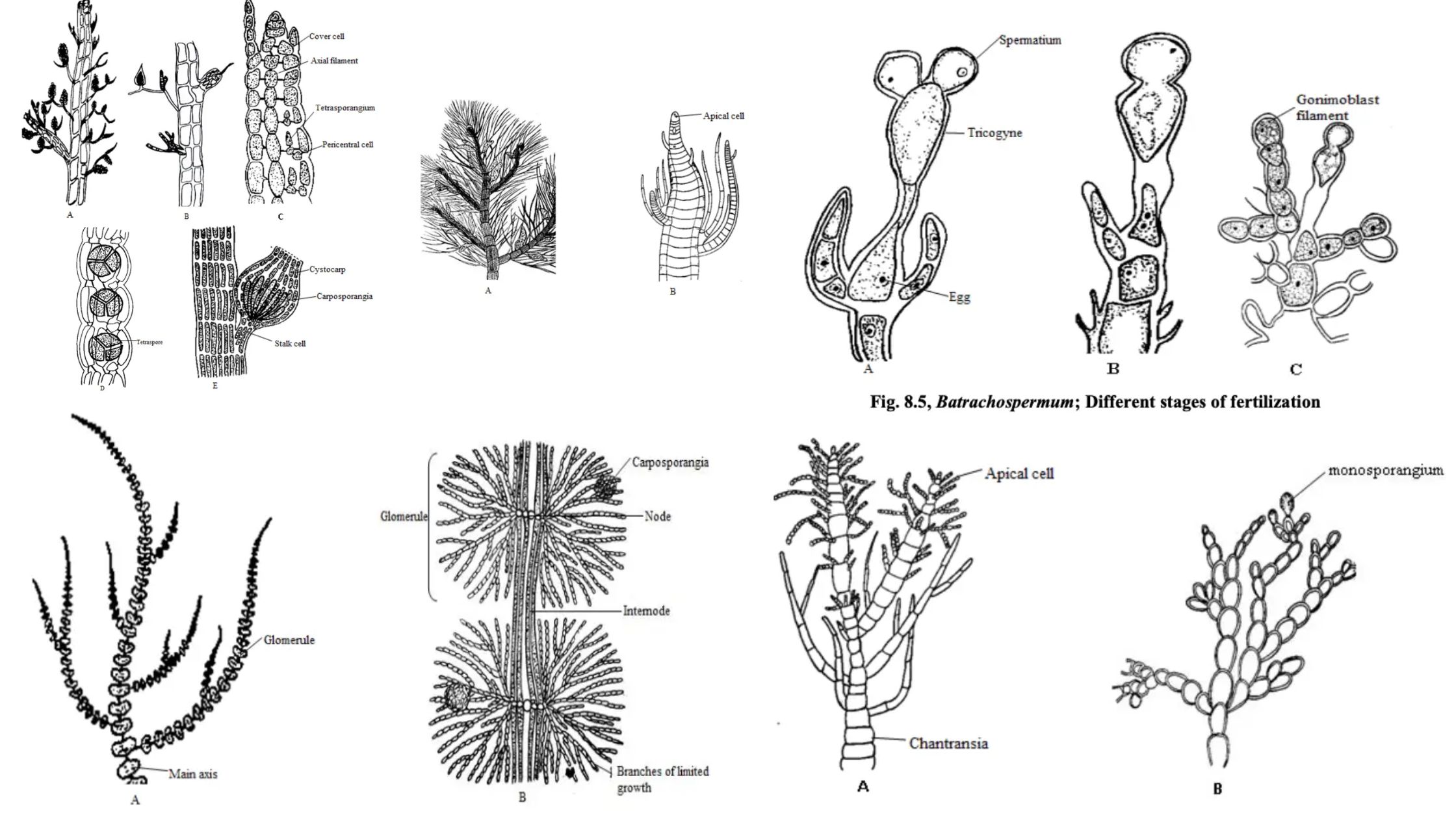 Rhodophyceae (Red Algae) - General characteristics, Occurrence, Range of thallus organization, Cell structure and Reproduction