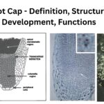 Root Cap - Definition, Structure, Development, Functions