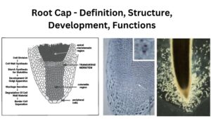 Root Cap – Definition, Structure, Development, Functions