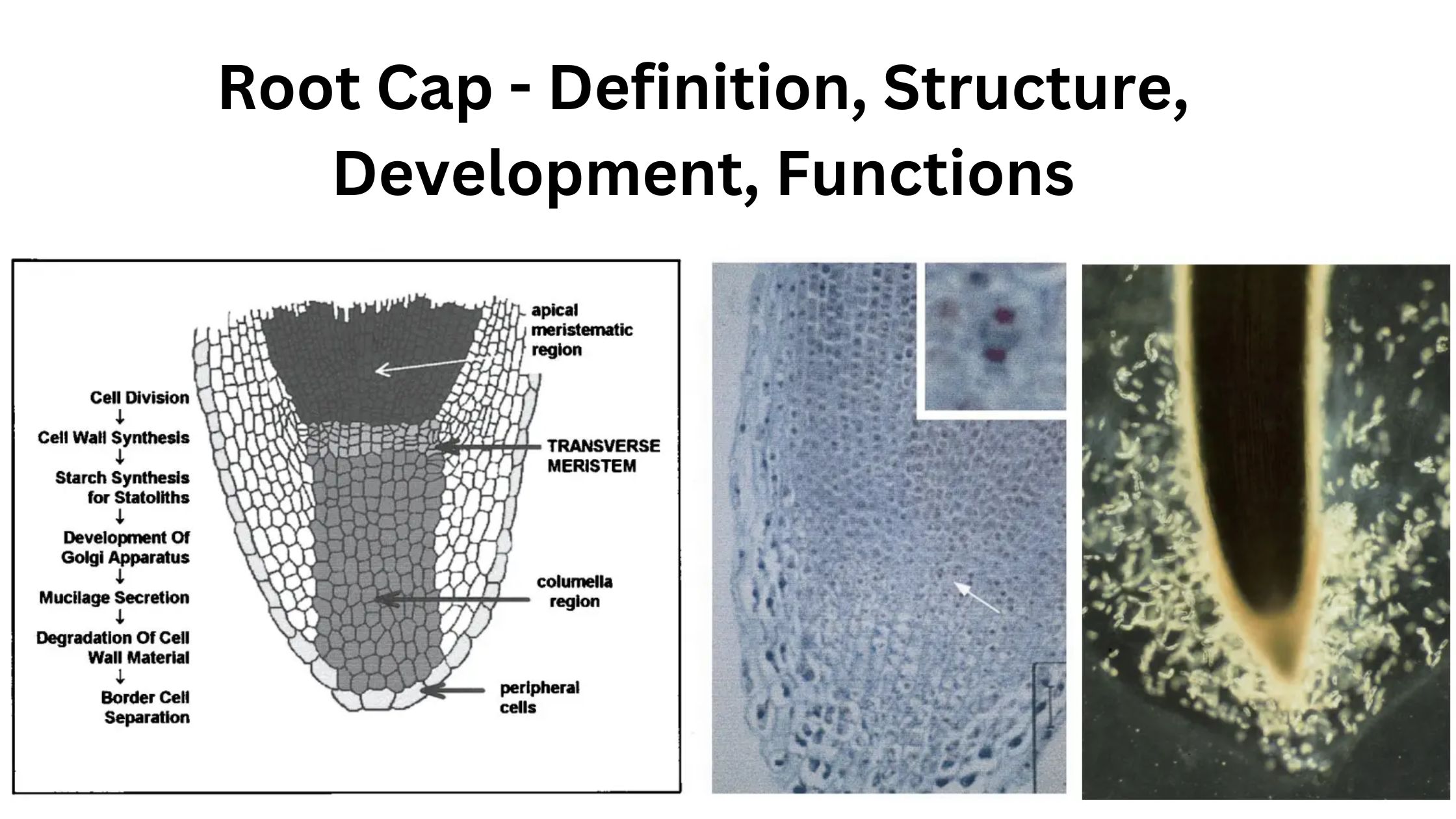 Root Cap - Definition, Structure, Development, Functions