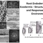 Root Endodermis and Exodermis - Structure, Function, and Responses to the Environment