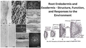 Root Endodermis and Exodermis – Structure, Function, and Responses to the Environment