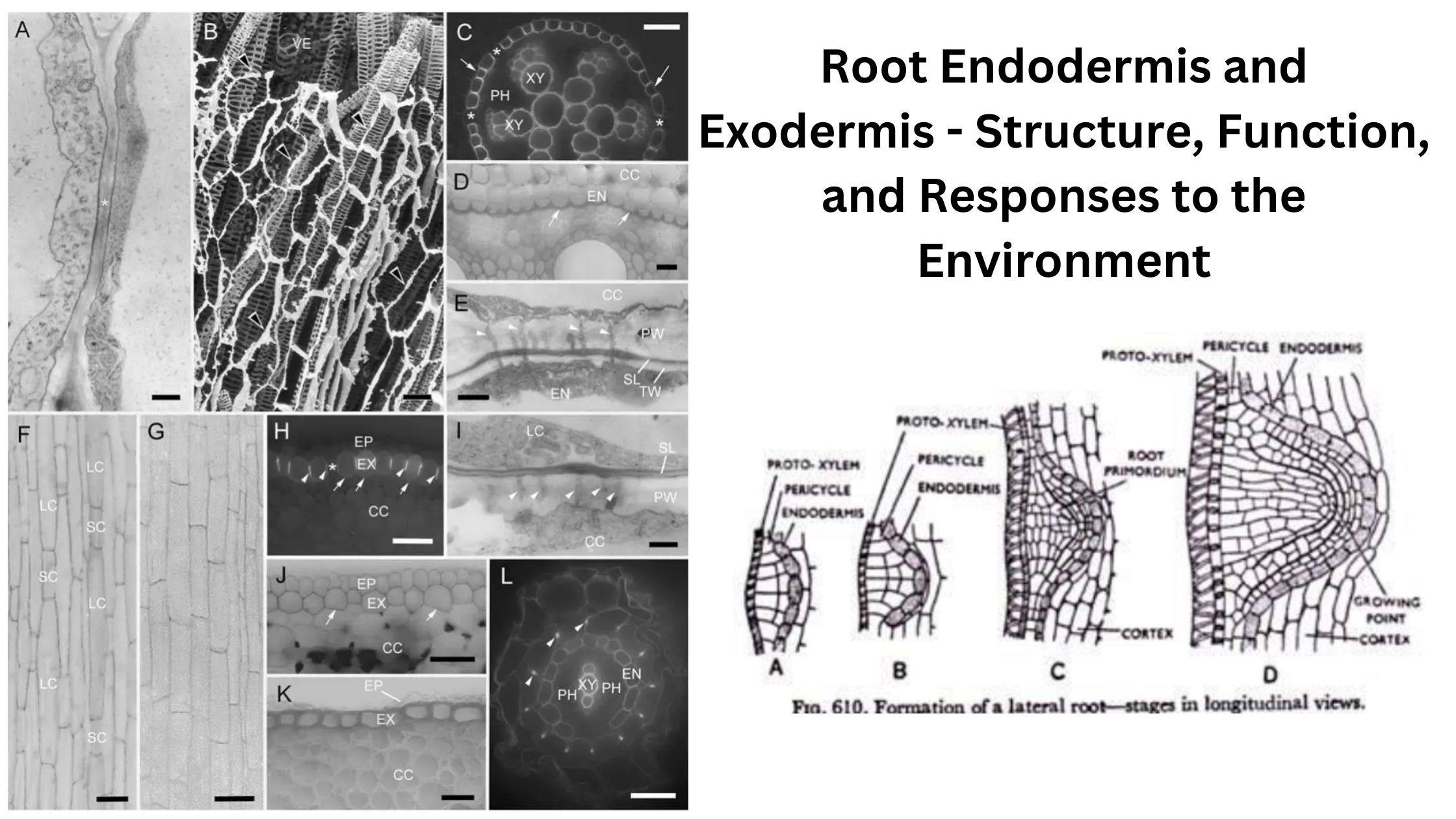 Root Endodermis and Exodermis - Structure, Function, and Responses to the Environment