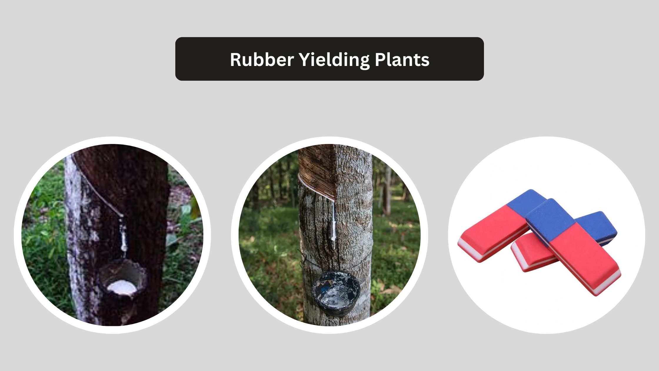 Rubber Yielding Plants