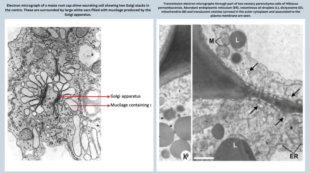 Secretory System In Plants