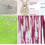 Secretory System In Plants - External secretory and Internal secretory Tissues