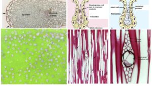Secretory System In Plants – External secretory and Internal secretory Tissues