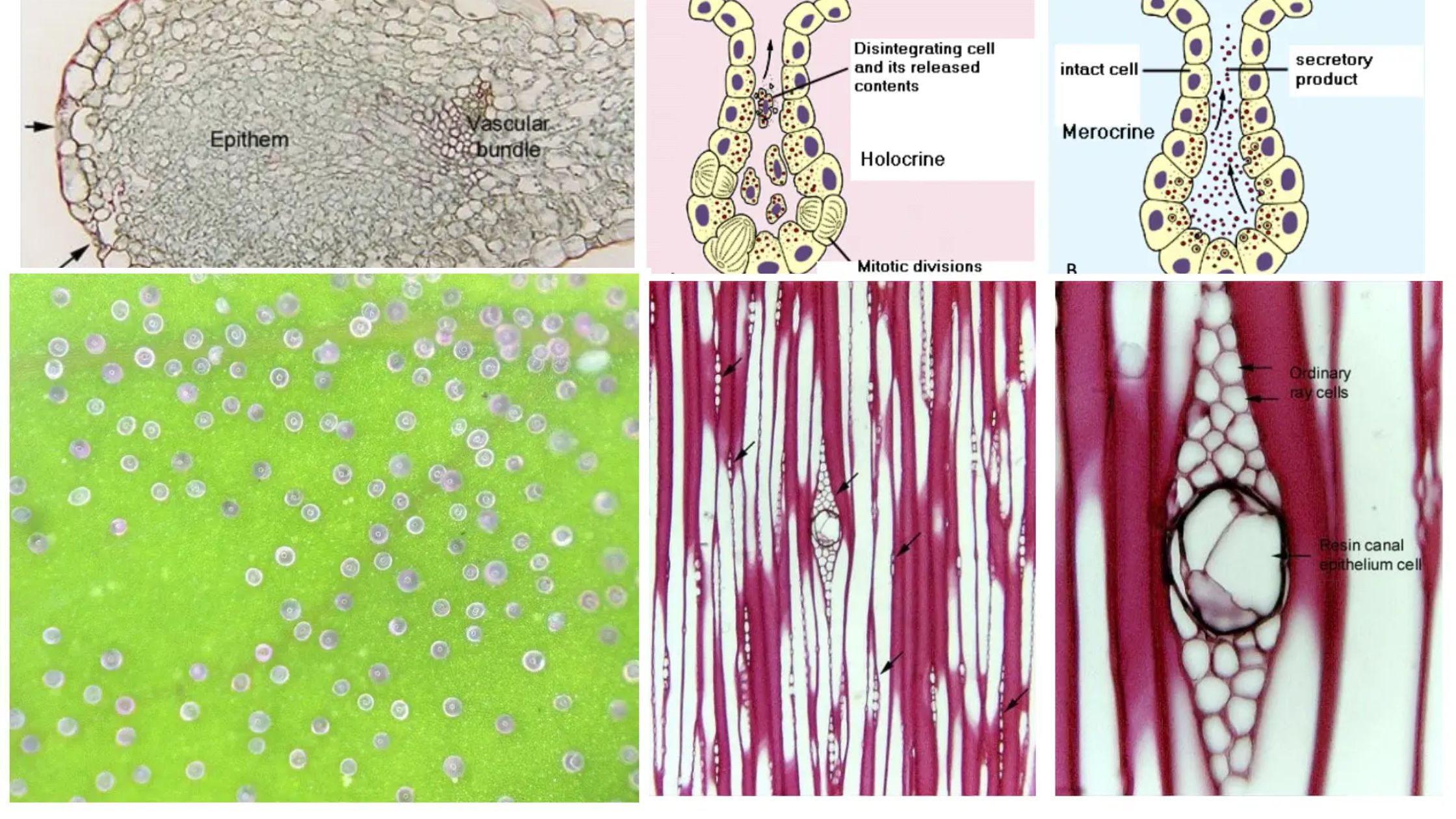 Secretory System In Plants - External secretory and Internal secretory Tissues