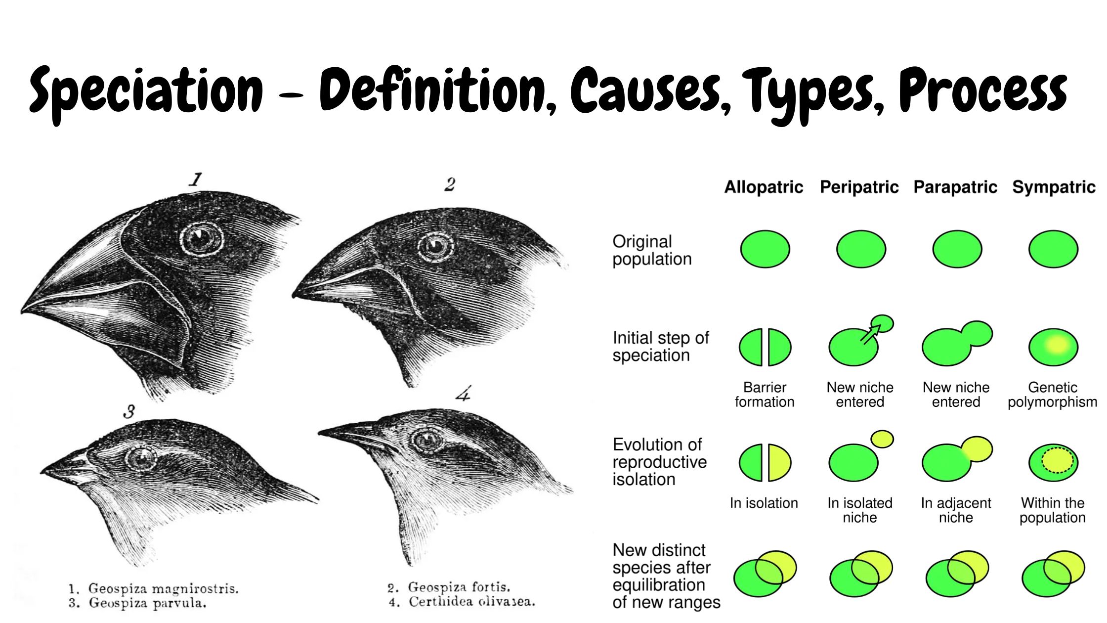 Speciation - Definition, Causes, Types, Process