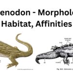 Sphenodon - Morphology, Habitat, Affinities