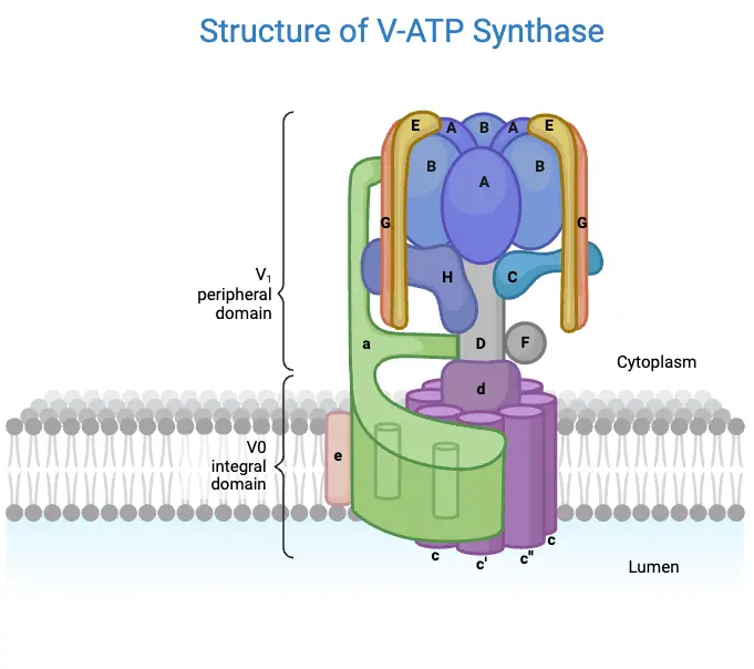 Structure of V-ATP Synthase