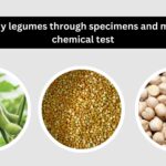 Study legumes through specimens and micro chemical test