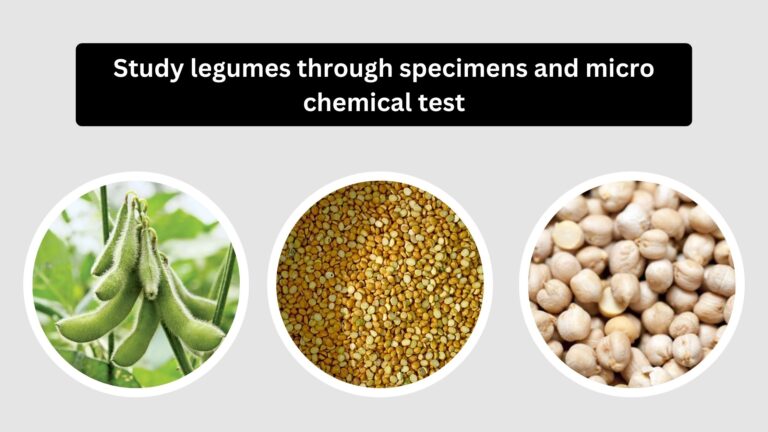 Study legumes through specimens and micro chemical test