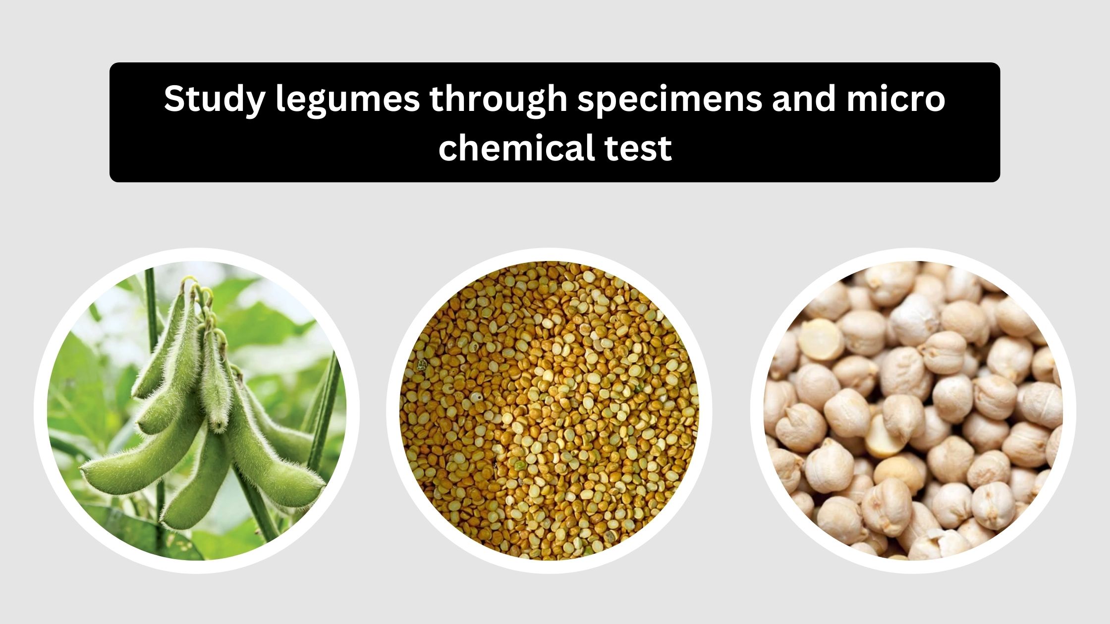 Study legumes through specimens and micro chemical test