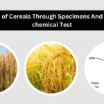 Study of Cereals Through Specimens And Micro chemical Test