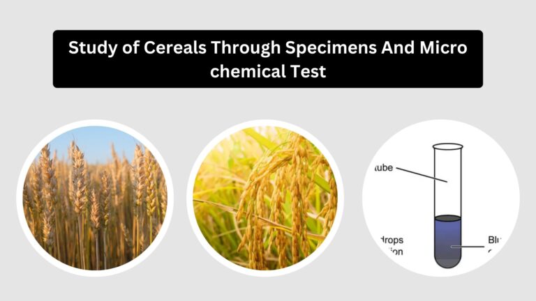 Study of Cereals Through Specimens And Micro chemical Test