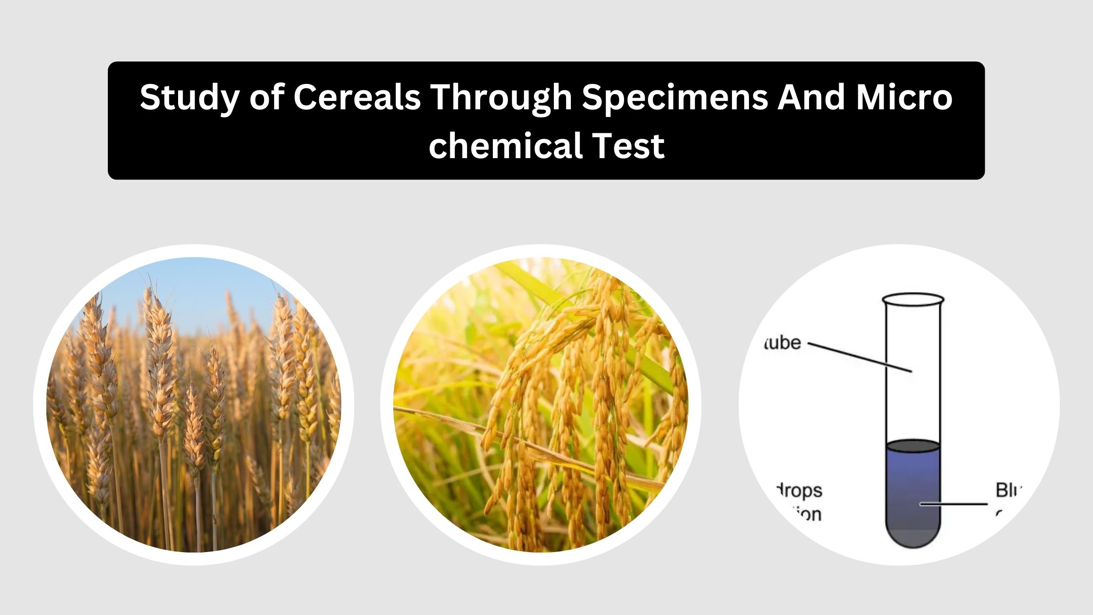 Study of Cereals Through Specimens And Micro chemical Test