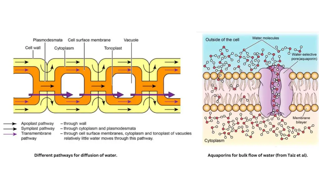 The pathway of transport of water