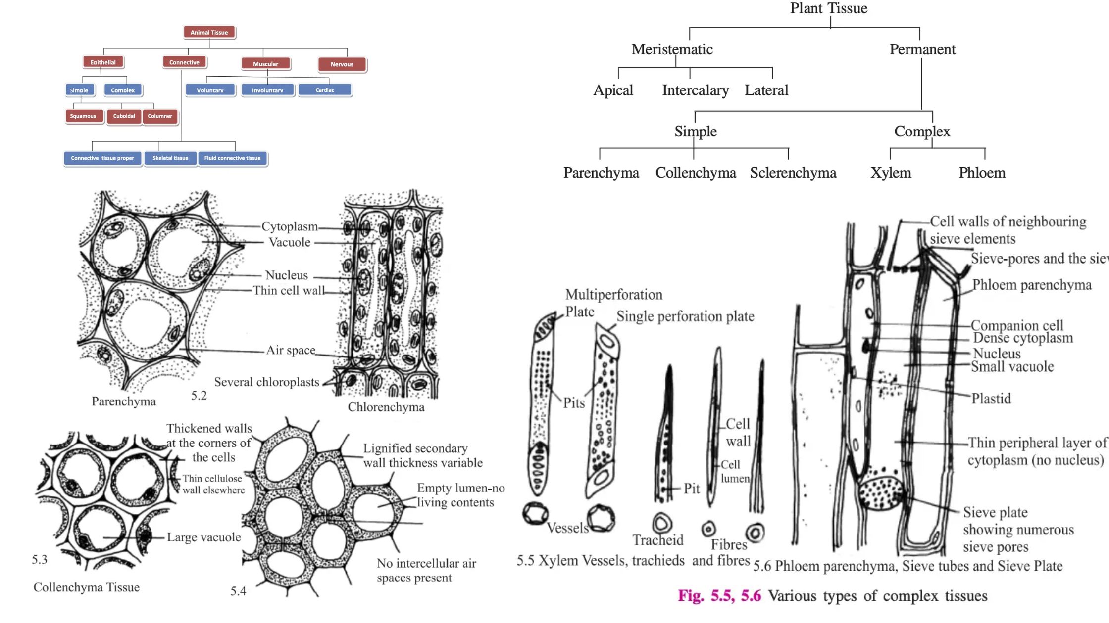 Tissues - Definition, Types, Structure, Examples