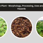 Tobacco Plant - Morphology, Processing, Uses and Health Hazards