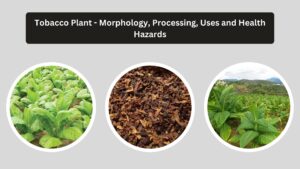 Tobacco Plant – Morphology, Processing, Uses and Health Hazards