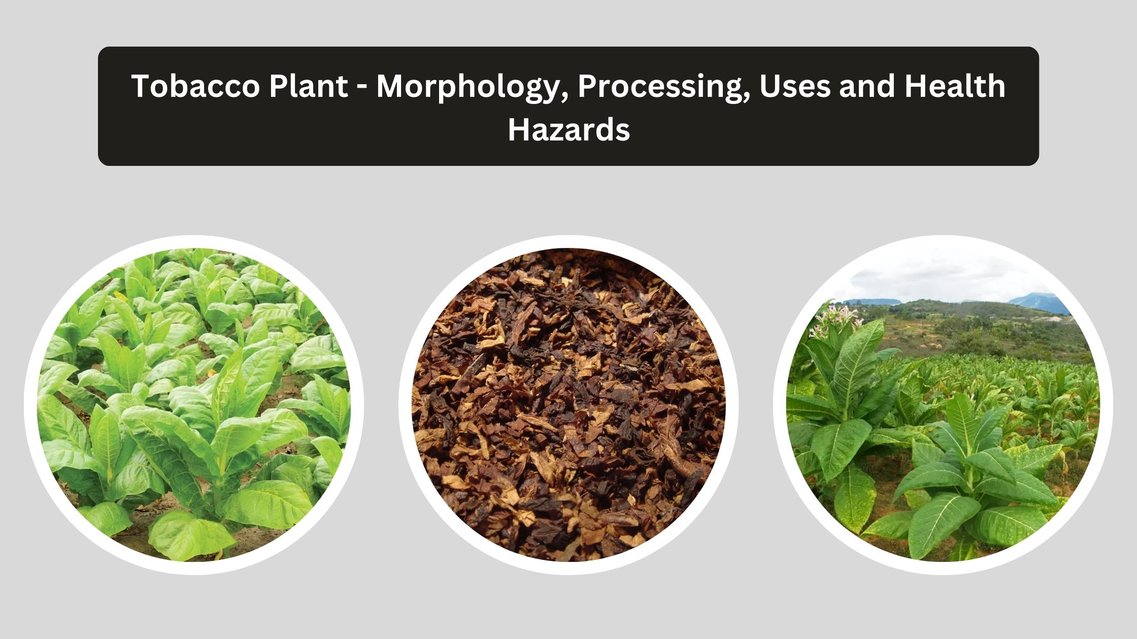 Tobacco Plant - Morphology, Processing, Uses and Health Hazards