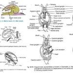 Torsion and Detorsion in Gastropoda