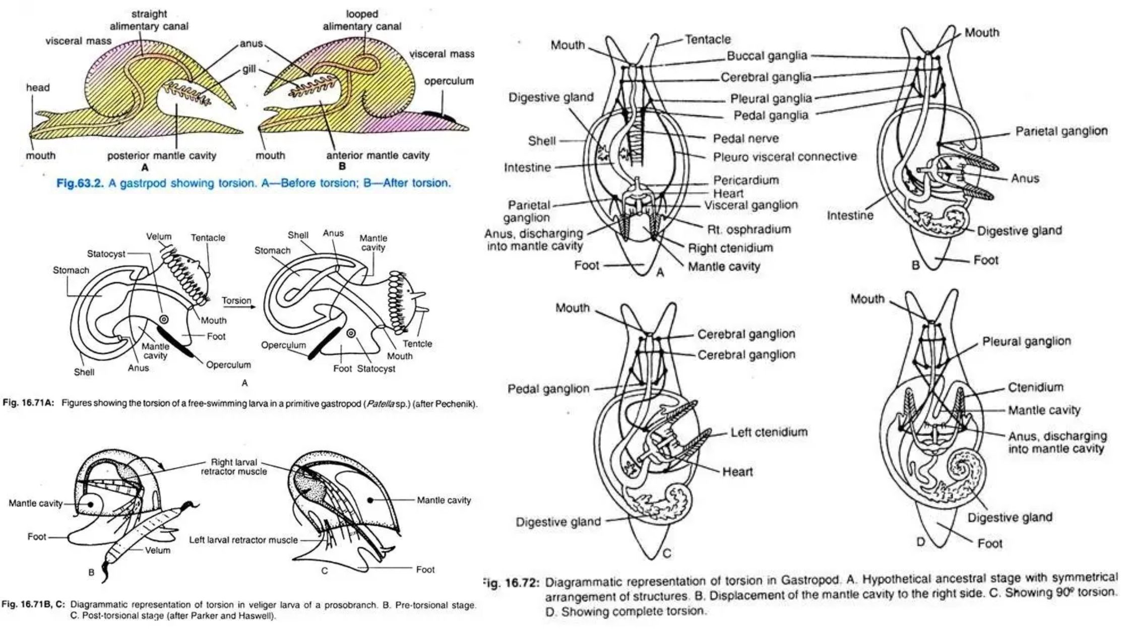 Torsion and Detorsion in Gastropoda