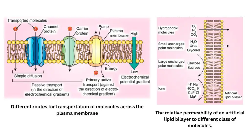 Transport of ions across plasma Membrane