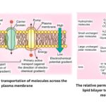 Transport of ions across plasma Membrane