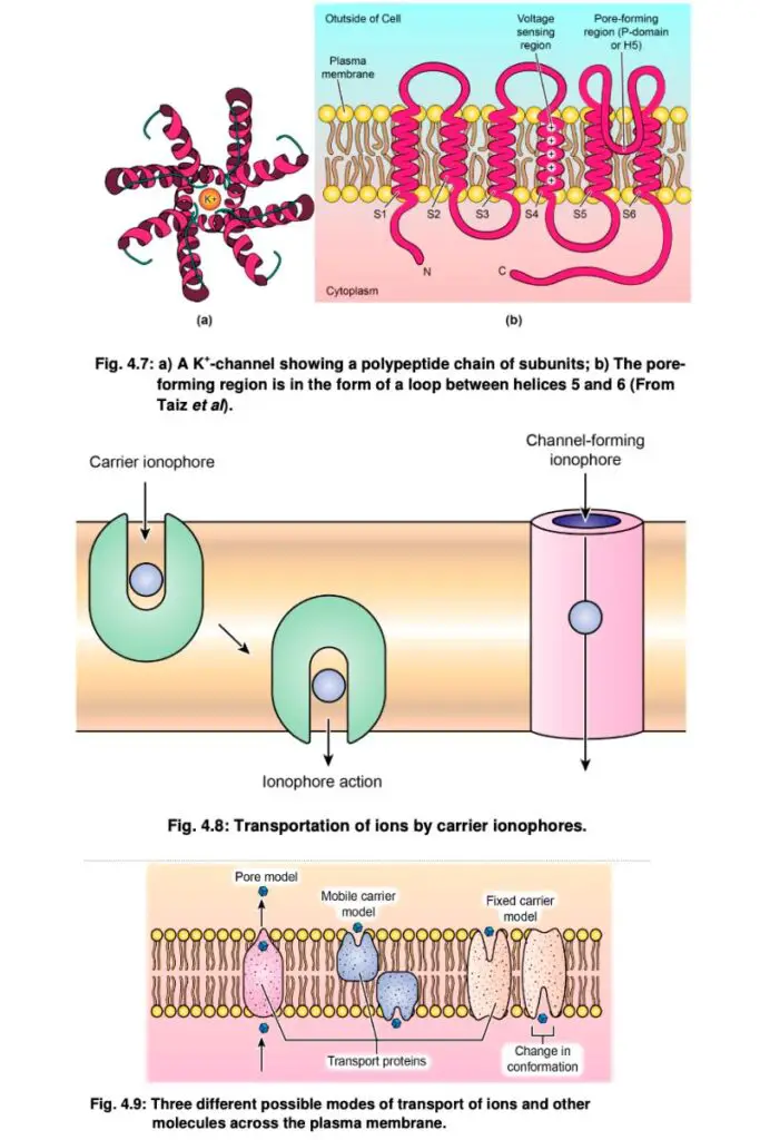 Transport of ions across plasma Membrane