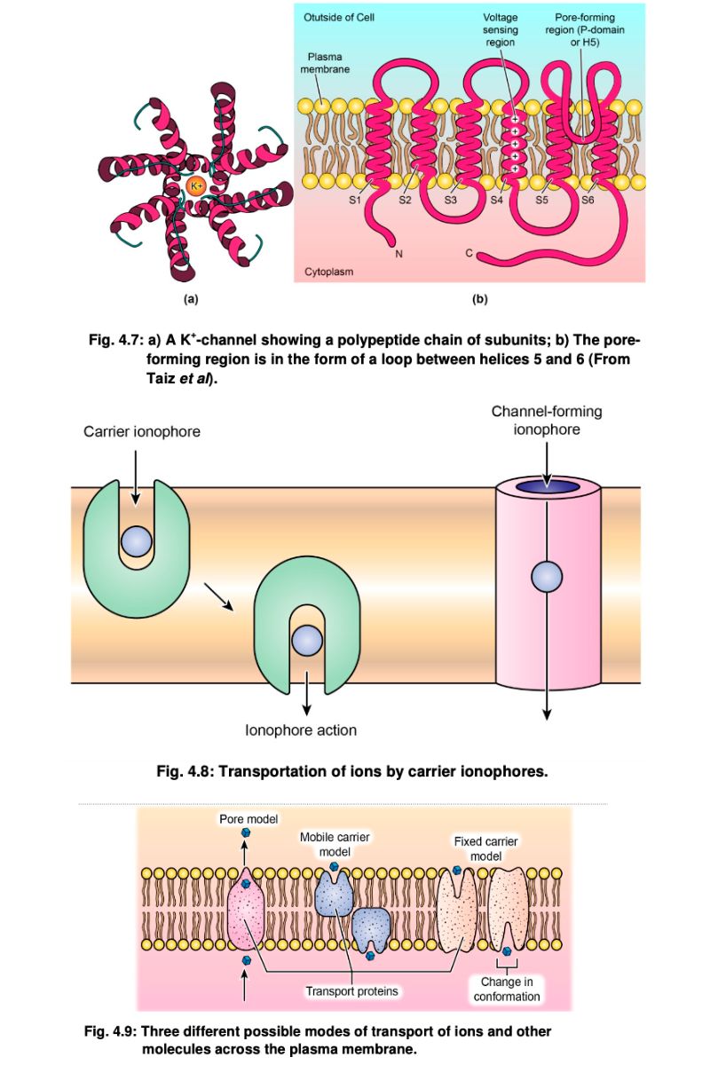 Nutrient Transport Mechanism in Plants
