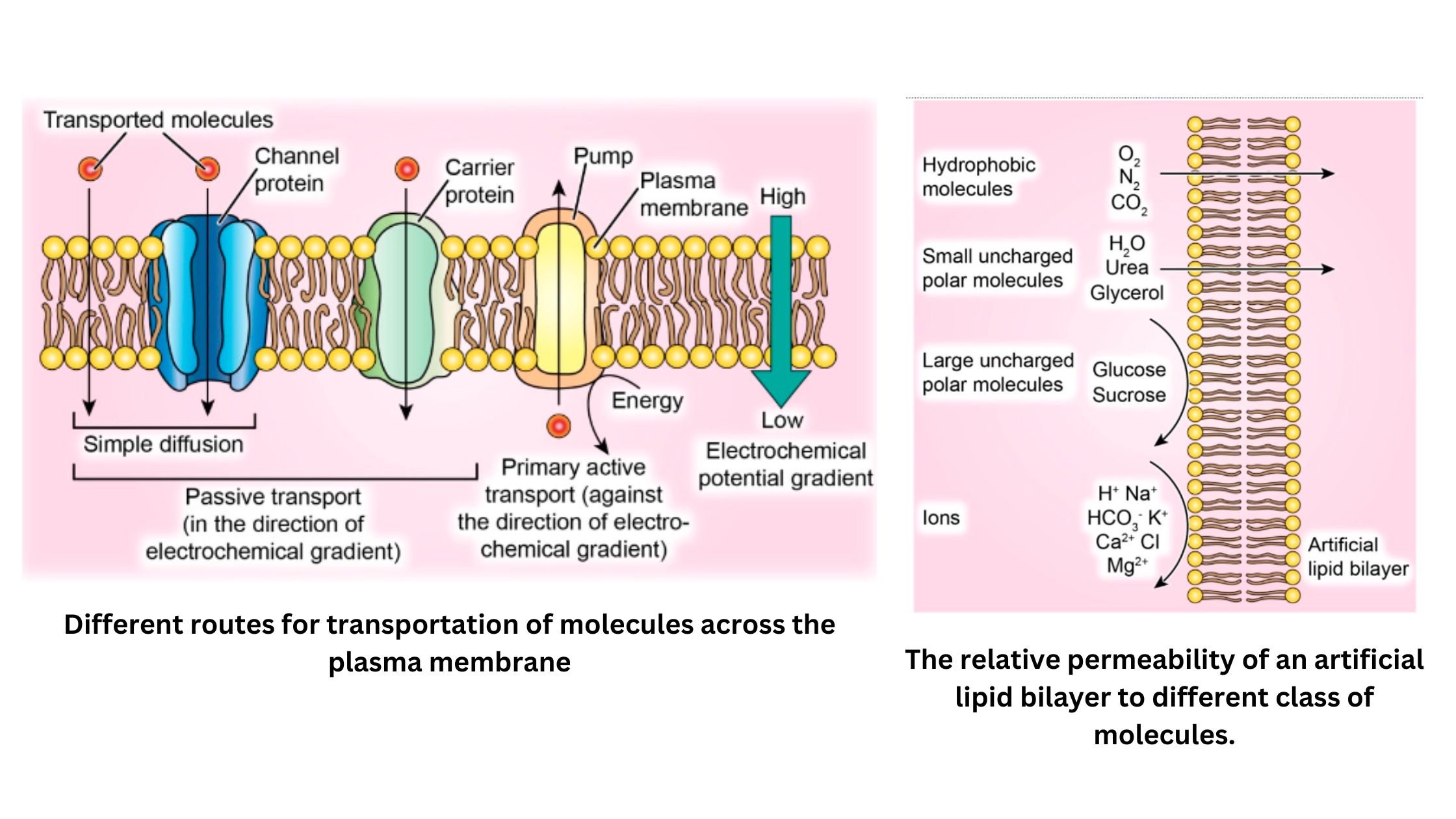 Transport of ions across plasma Membrane