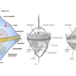Trochophore Larva