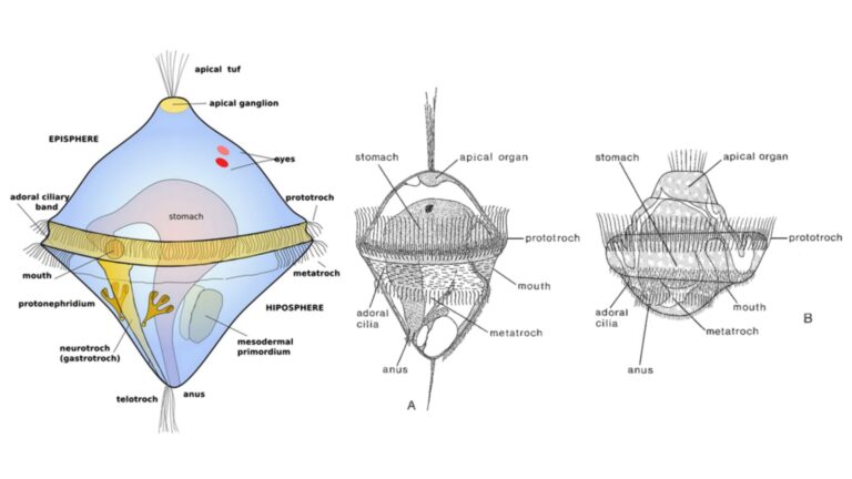 Trochophore Larva