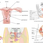 Urogenital System in Vertebrates - Structure, Development, Succession, Evolution, Significance