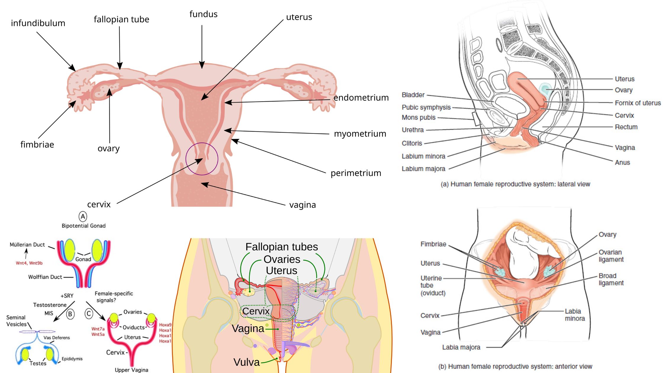 Urogenital System in Vertebrates - Structure, Development, Succession, Evolution, Significance