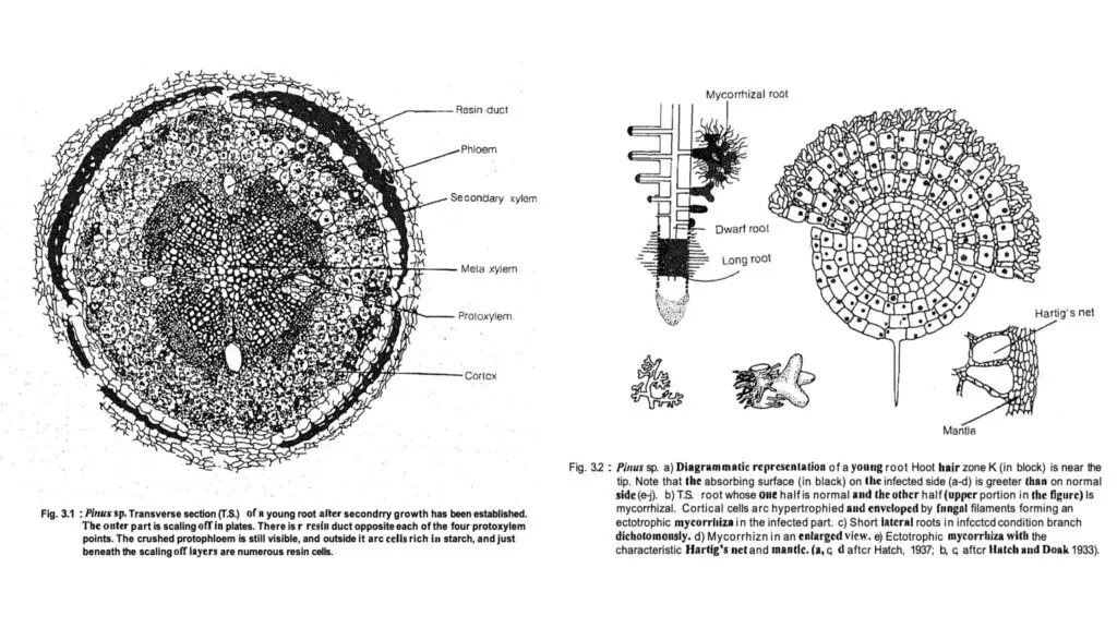 Vegetative structures of pinus