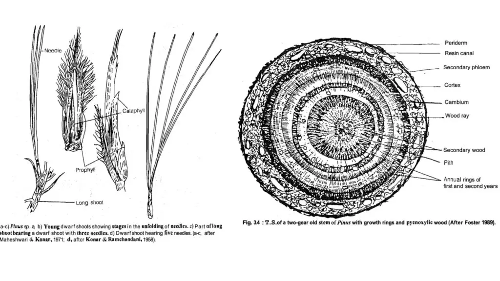 Vegetative structures of pinus